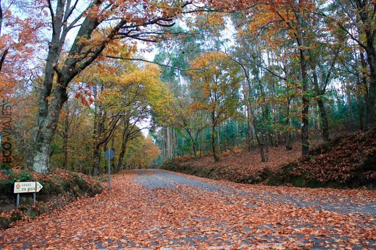 Couso (Moraña) - Bosque en otoño